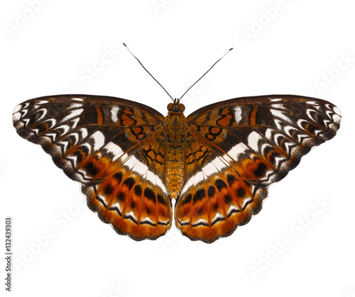 Isolated top view of the commander butterfly ( Moduza procris ) photo
