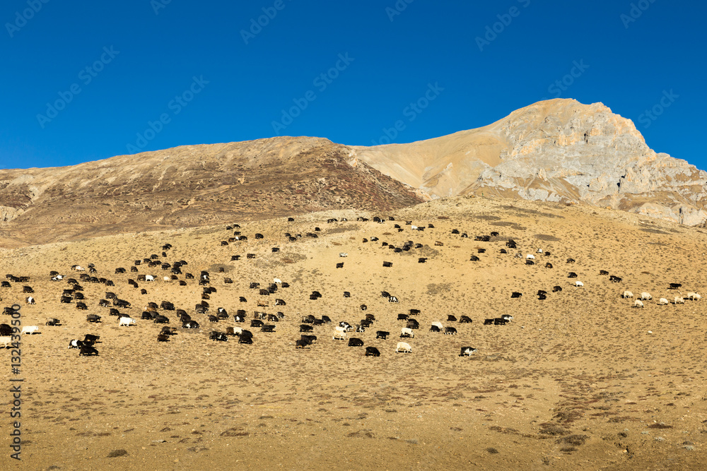 flock of sheep and goats grazing in the mountains flock of sheep and goats grazing in the mountains