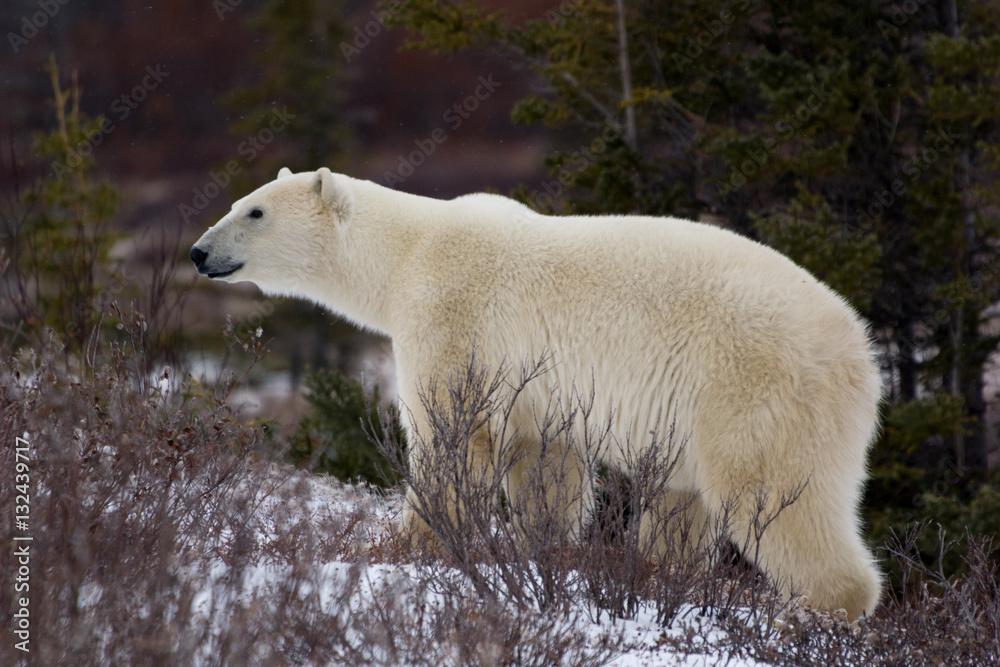 Curious Polar Bear