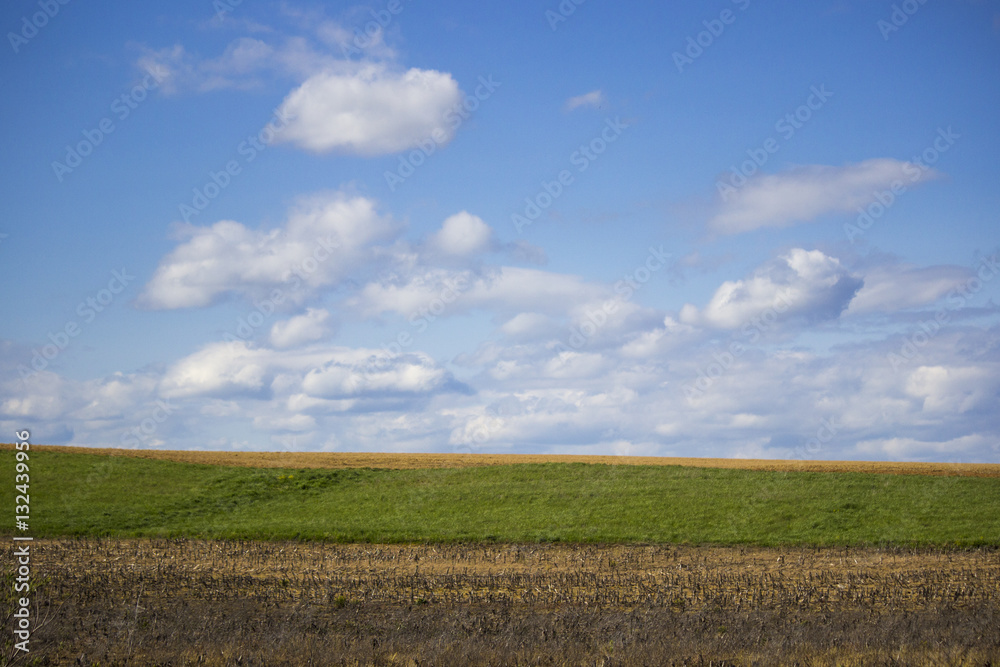 Field in the Blue Sky