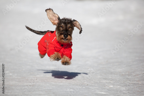Cane Bassotto corre sulla neve photo