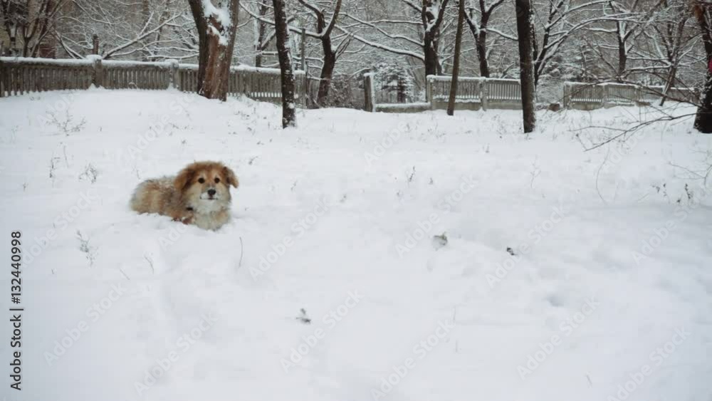 little funny corgi fluffy puppy walking outdoors
little funny corgi fluffy puppy walking outdoors