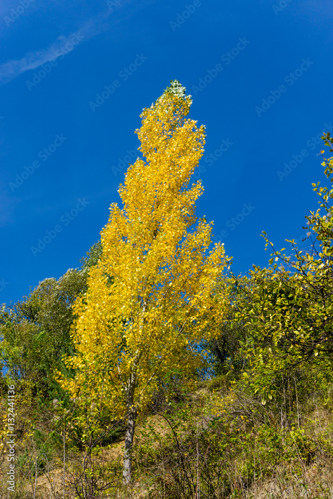 Naklejka premium Autumn landscape