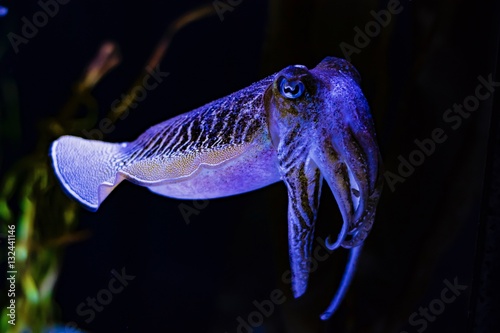 Cuttlefish Right View with a couple of tentacles starting to reach forward