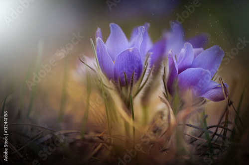 Flower pulsatilla patens  nature  spring  macro  purple.