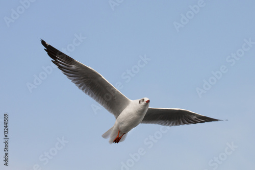 Seagulls flying among blue sky