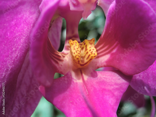 Beautiful pink orchid flower macro