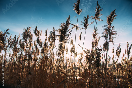 Fototapeta Naklejka Na Ścianę i Meble -  frozen reed waving in winter setting with blue sky