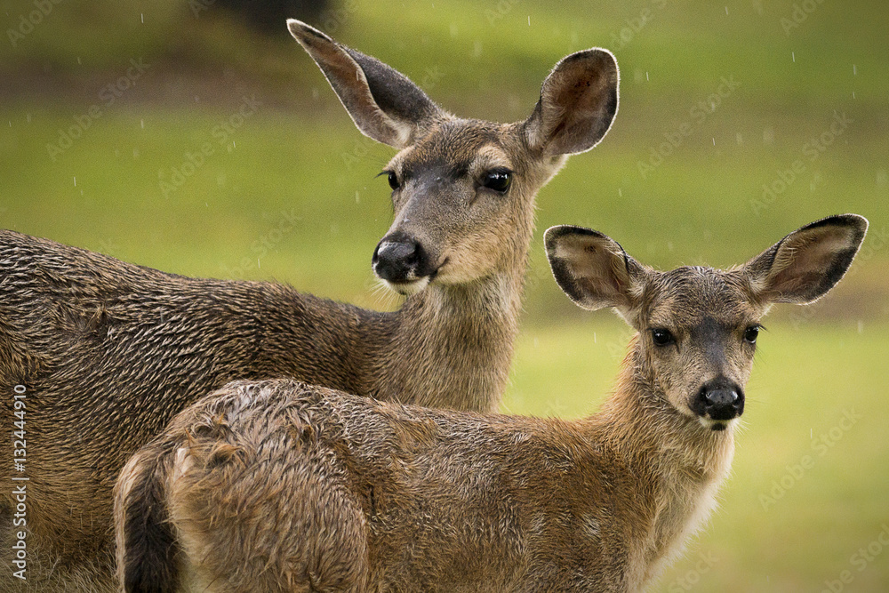 Obraz premium Wildlife