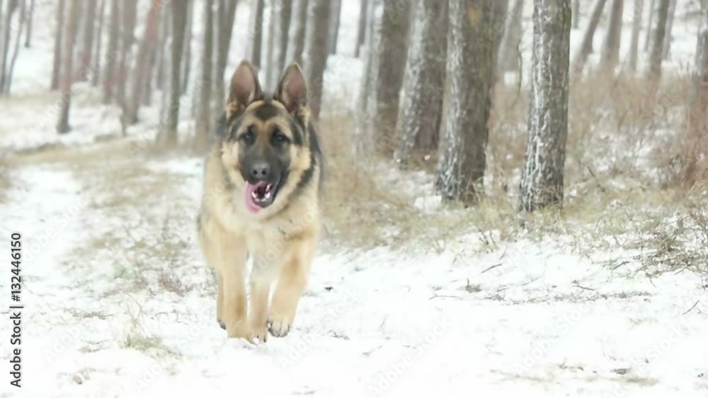 German shepherd running in the winter forest, slow motion German shepherd running in the winter forest, slow motion