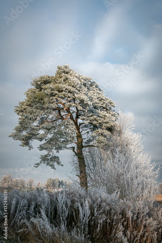Winter tree