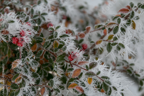 Frozen