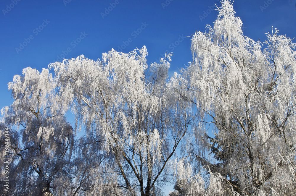 Winter, white frozen branches covered by snow Winter, white frozen branches covered by snow