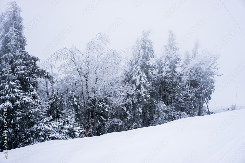 Obraz premium Cold winter