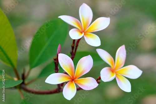 Frangipani flowers