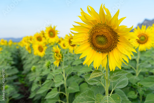 Sunflower field at the mountain