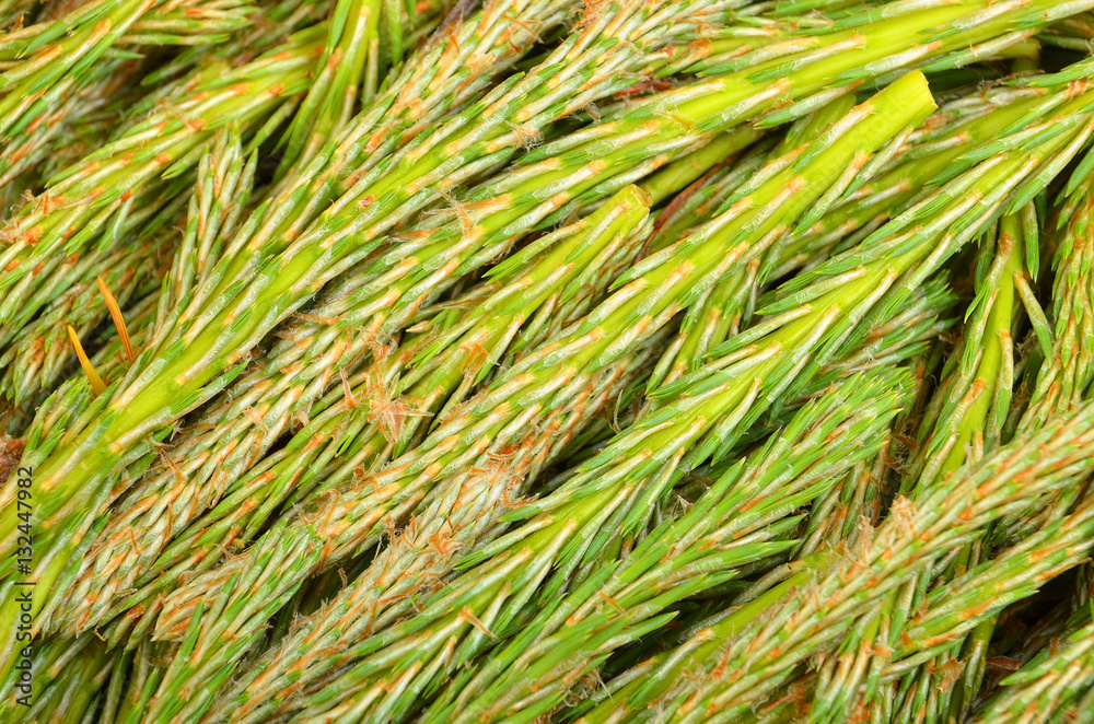 Fir tree sprout Fir tree sprout