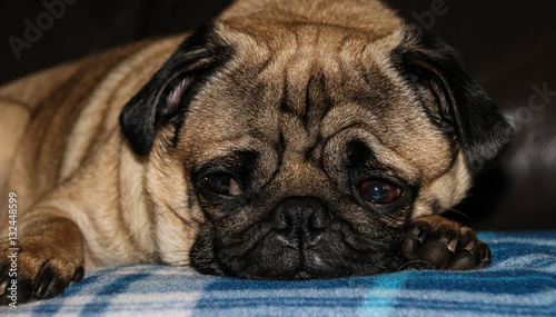 Portrait of a male Pug puppy