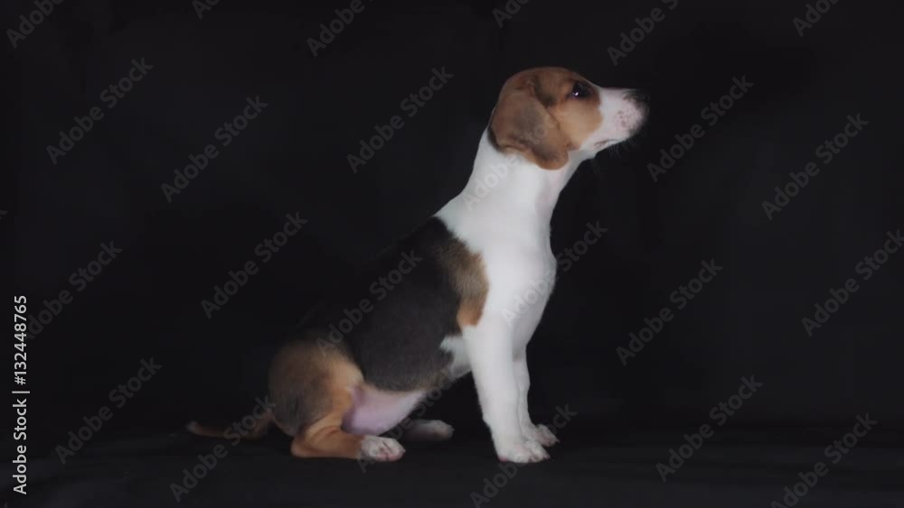 4k Shot of a Beagle Puppy Dog and Hand Gives Food 4k Shot of a Beagle Puppy Dog and Hand Gives Food
