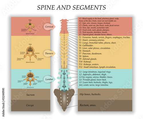 Human Spine in front, diagram with the name and description of all sections of the vertebrae and segments. Vector illustration.