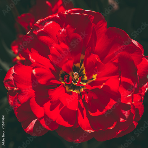 Flowers red tulips 