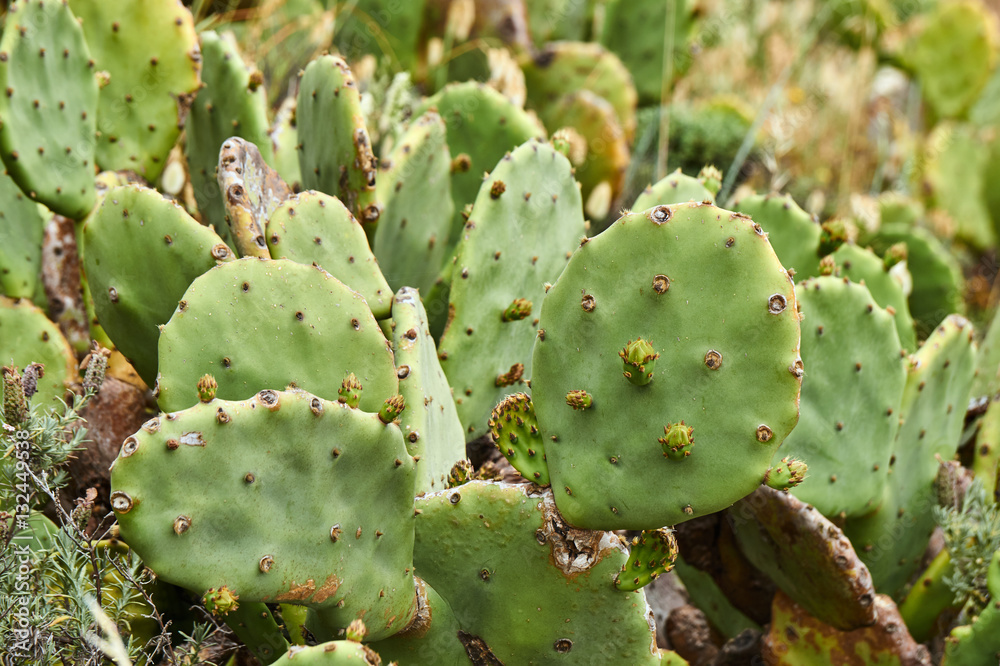 Flowering prickly pear cactus on the Mediterranean Sea in France. Flowering prickly pear cactus on the Mediterranean Sea in France.