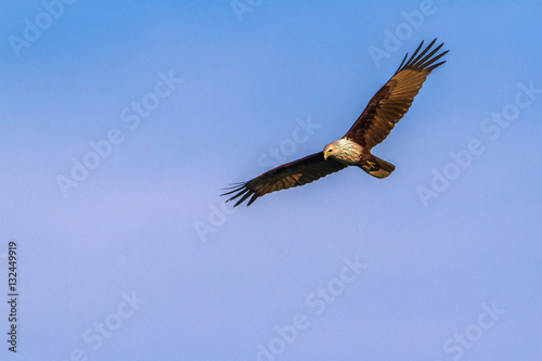 Brahminy kite in Arugam bay lagoon  Sri Lanka