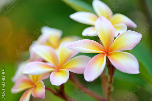 Frangipani flowers