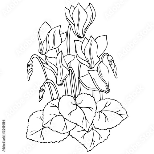 vector contour sketch of cyclamen flower photo