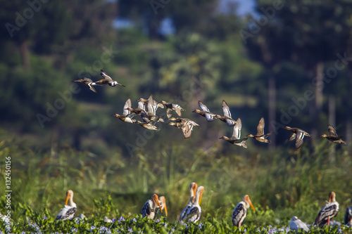 Garganey in Arugam bay lagoon, Sri Lanka photo