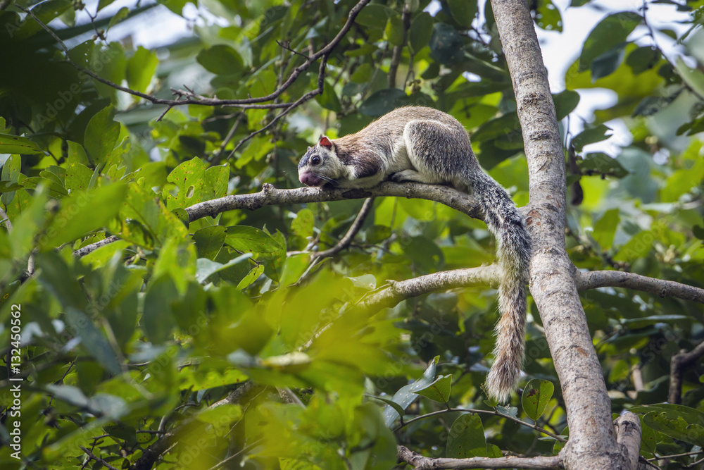 grizzled giant squirrel in Mynneriya national park,Sri Lanka grizzled giant squirrel in Mynneriya national park,Sri Lanka