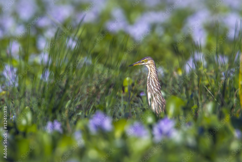 Indian pond heron in Arugam bay lagoon, Sri Lanka