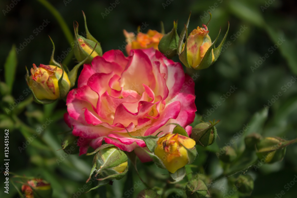 Цветущая в саду роза 