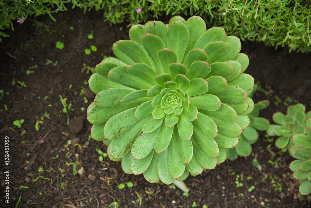 succulent 3 succulent 3