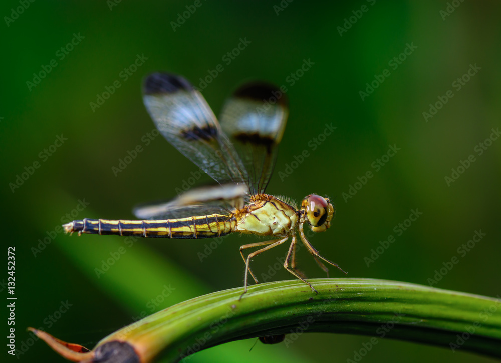Beautiful dragonfly on branch with green background. Beautiful dragonfly on branch with green background.