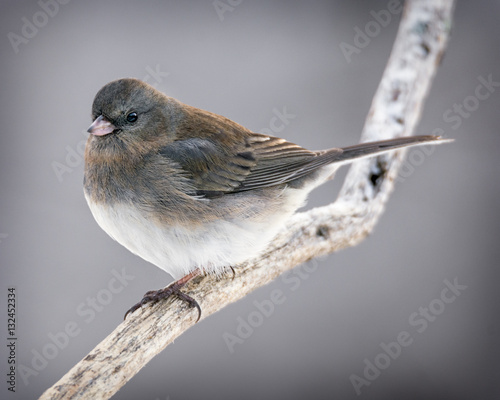 Female Dark Eyed Junco