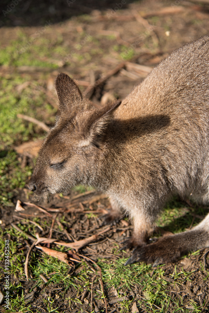 Australian wallaby, wildlife animal Australian wallaby, wildlife animal