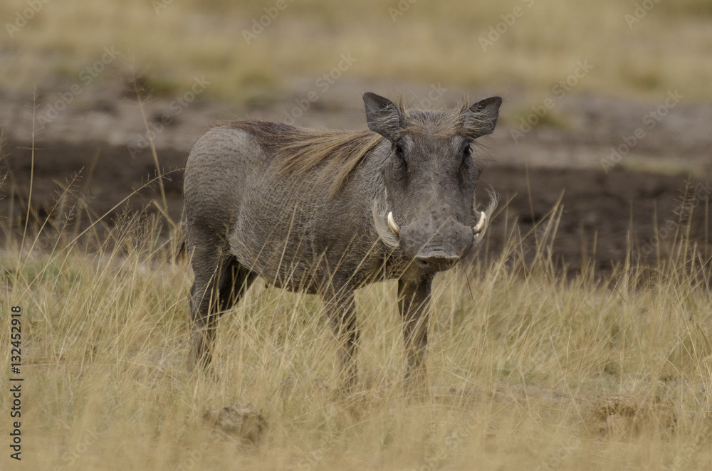 Fototapeta premium Phacochère, warthog, Phacochoerus africanus, parc national du Serengeti, Tanzanie
