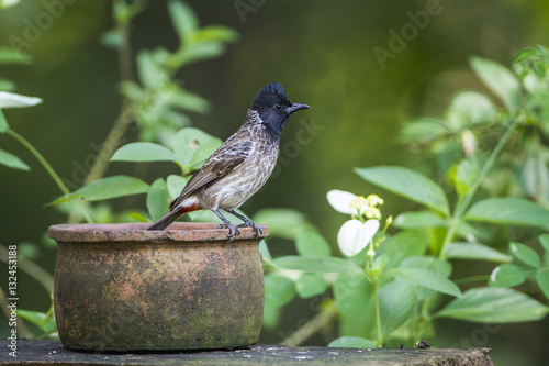 Red-vented bulbul in Mynneriya national park,Sri Lanka photo