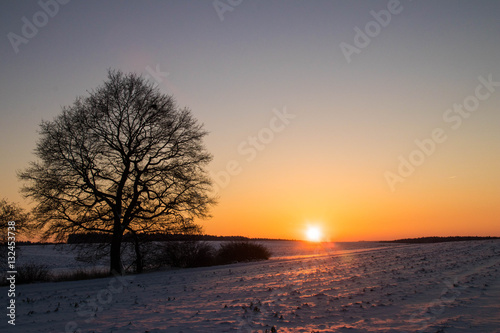 aufgehende Sonne neben einem Baum, über einem winterlich verschneiten Feld