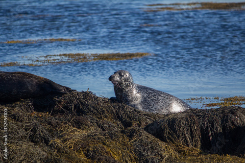 Seal taking sunbath 3, Iceland © Tim on Tour