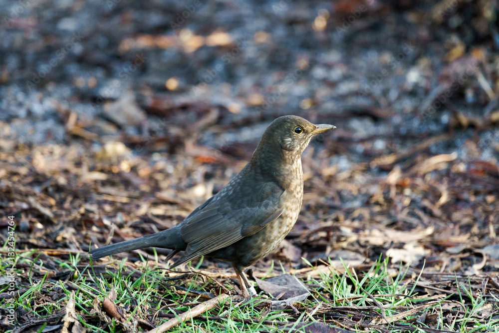 Female Blackbird (Turdus merula) on the Ground Female Blackbird (Turdus merula) on the Ground
