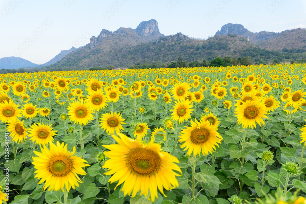 Fototapeta premium Sunflower field at the mountain