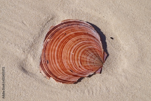 Colourful Scallop Shell on tropical white sandy Coongul Beach, World heritage site Frazer Island.  photo