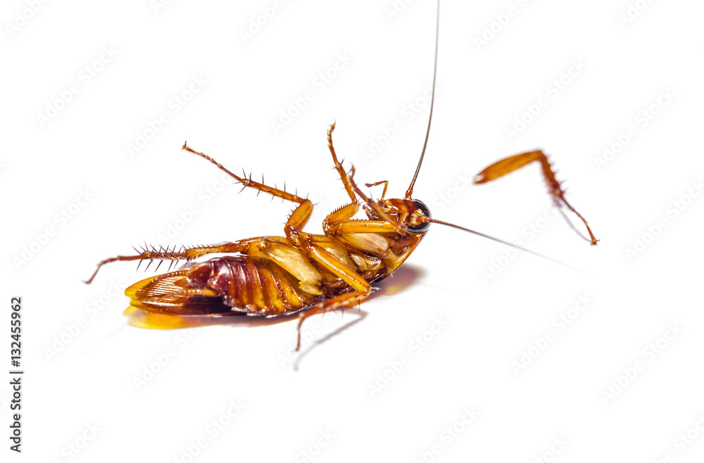 Cockroach dead on white background Cockroach dead on white background