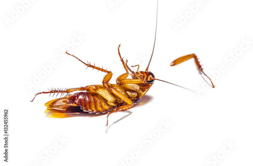 Cockroach dead on white background