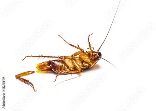 Cockroach dead on white background © F16-ISO100