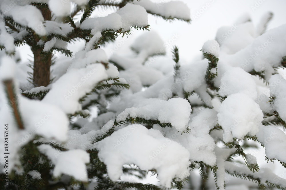 Spruce branches in the snow. 