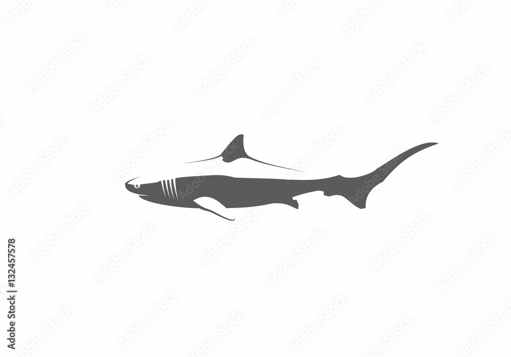 Fototapeta premium Shark