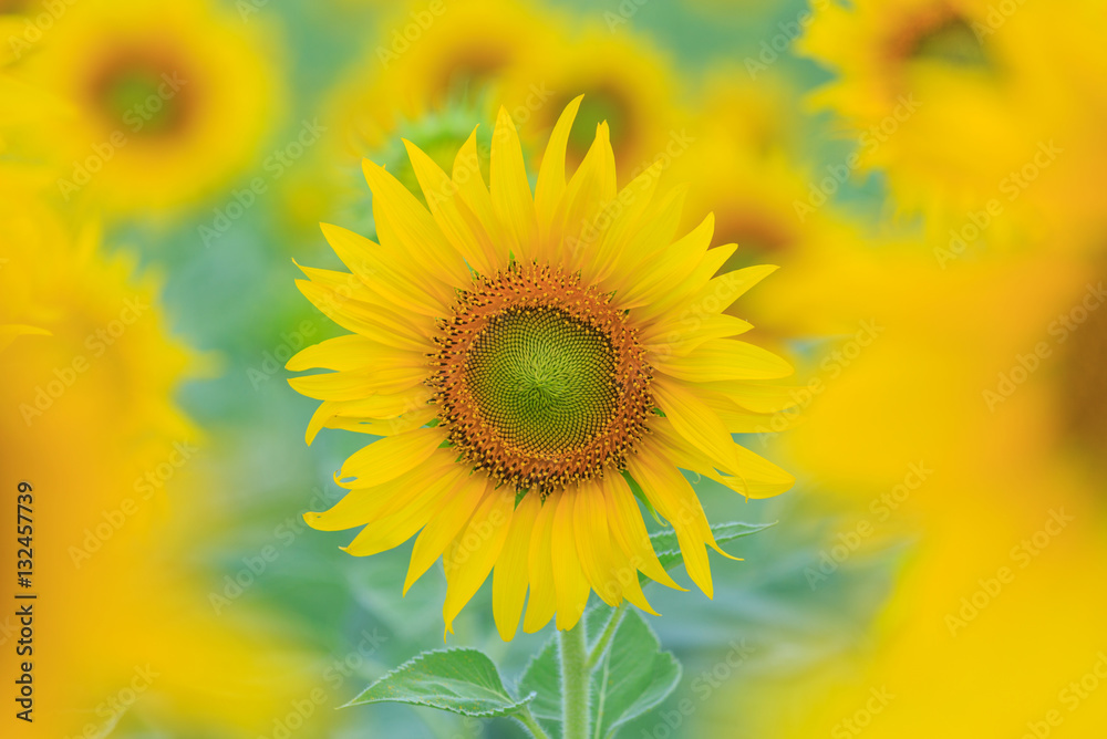 Closeup to Sunflower field at the mountain Closeup to Sunflower field at the mountain